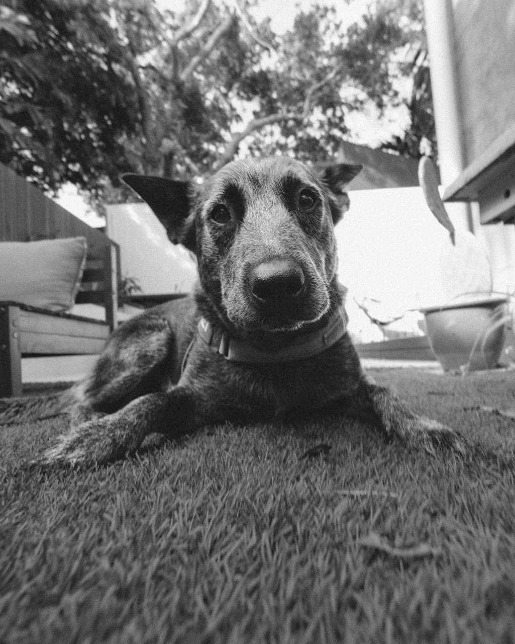 The SaltyDog kelpie on site