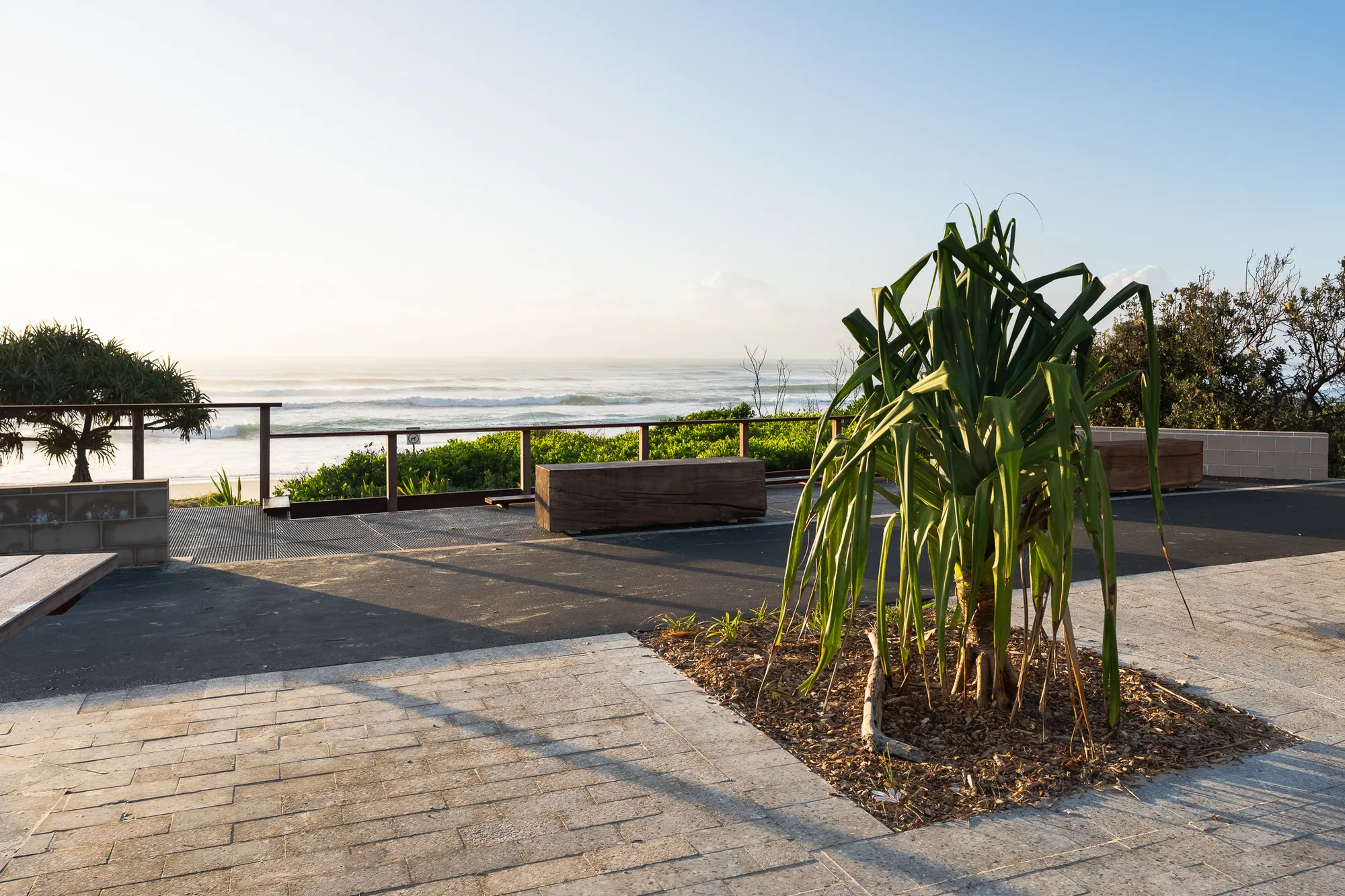 A pandanus bed set into the paved plaza, the surf behind it