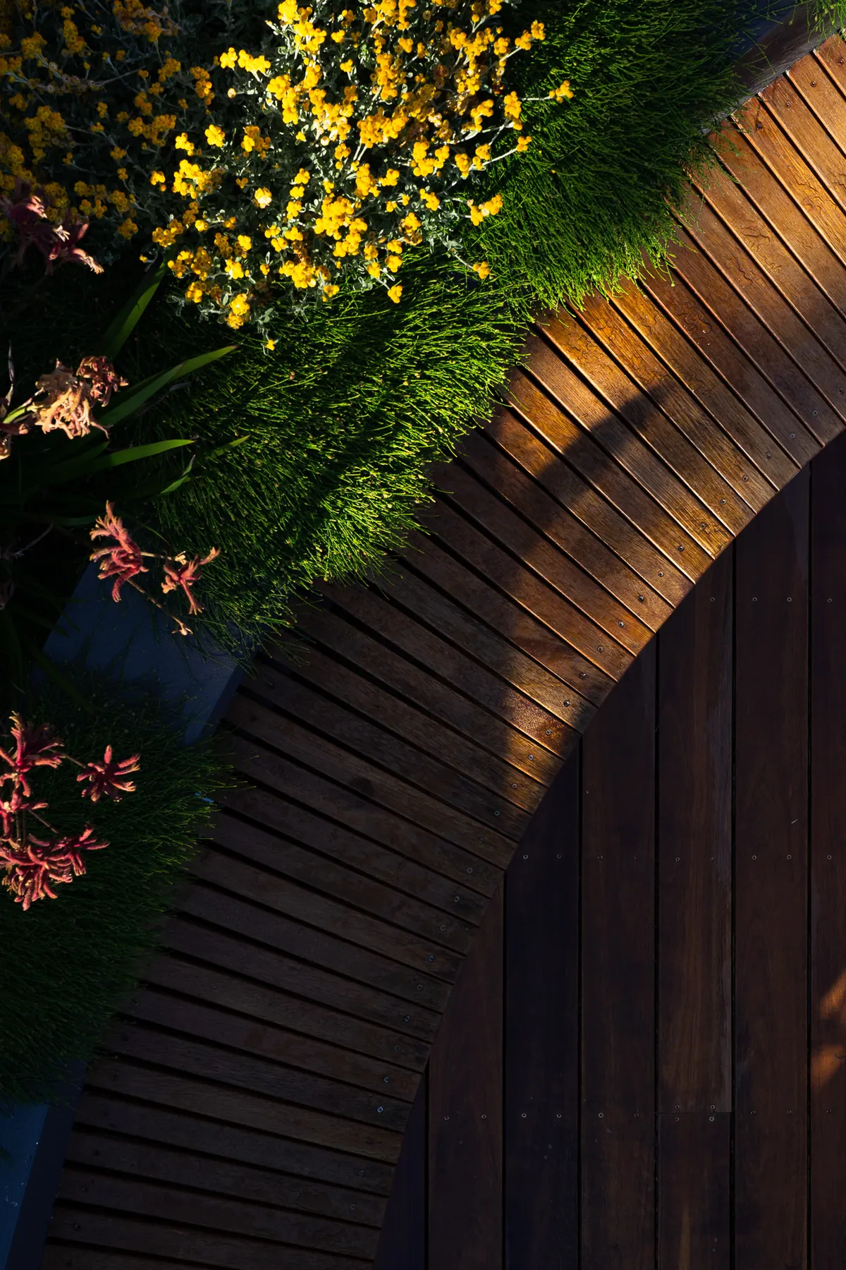 Hardwood boards fanned around a curved bench with kangaroo paw spilling over the edge