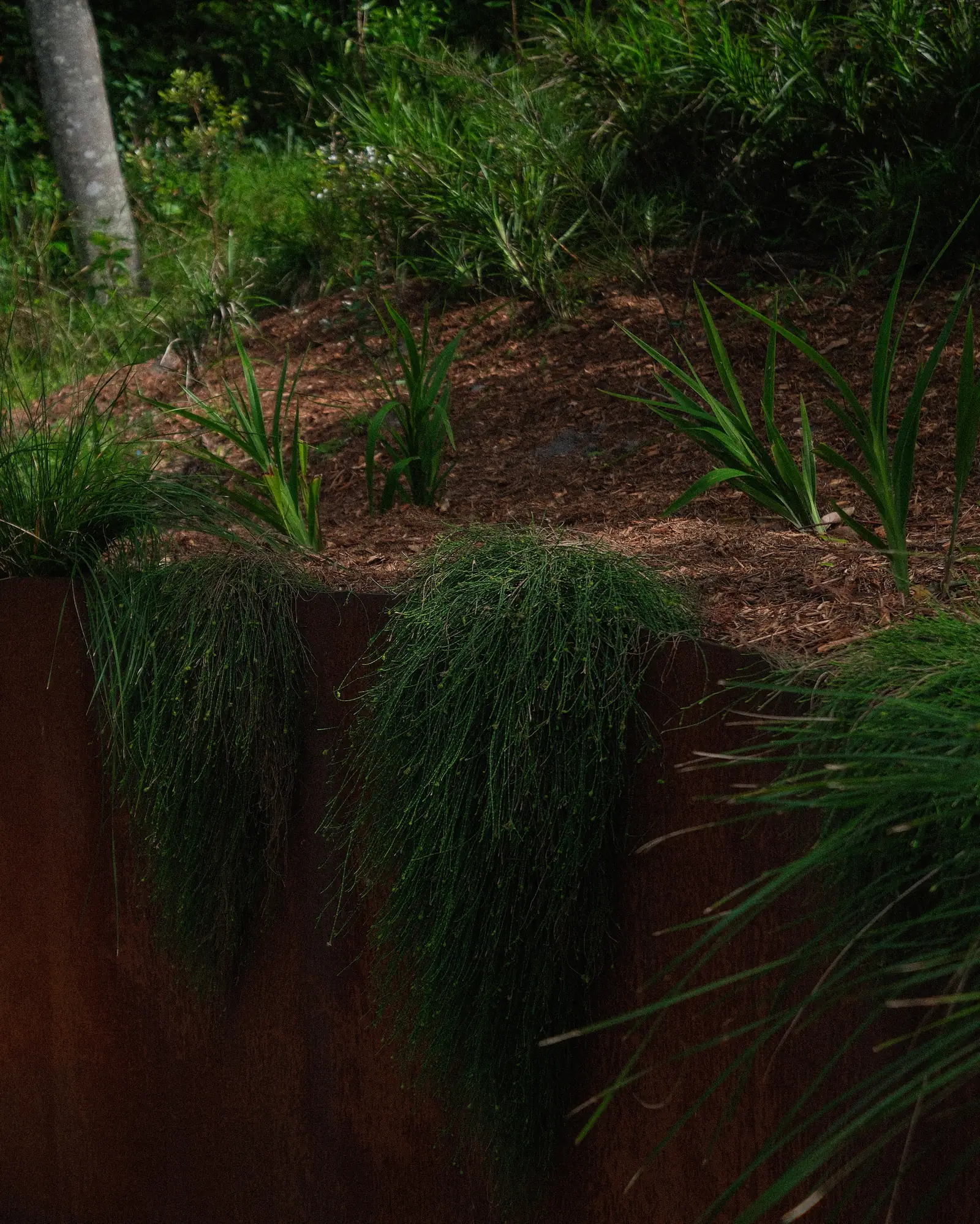 A corten steel retaining wall planted above and below with grasses